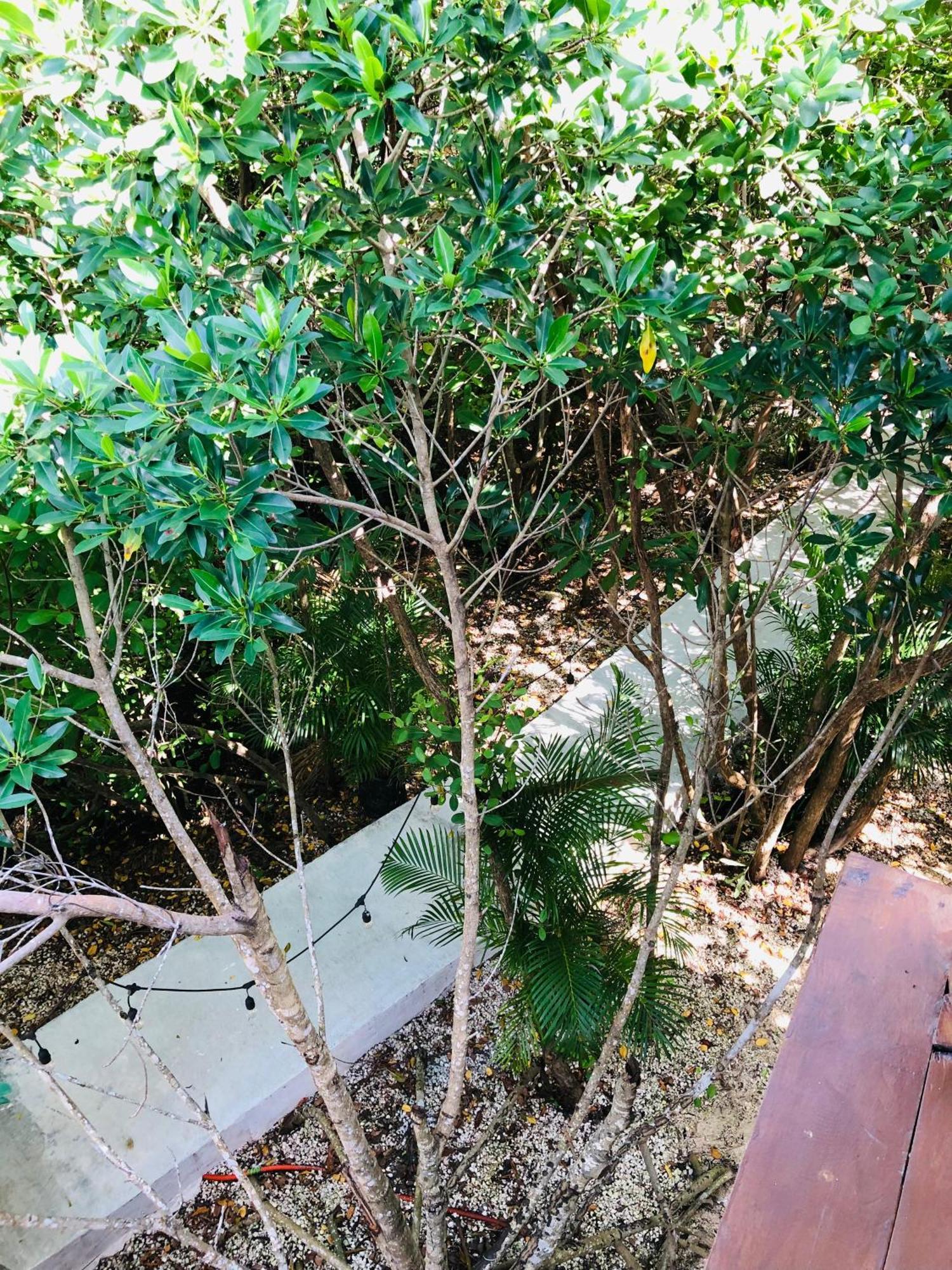 Cabanas Tulum - Aldea Mangle & Cenote 외부 사진
